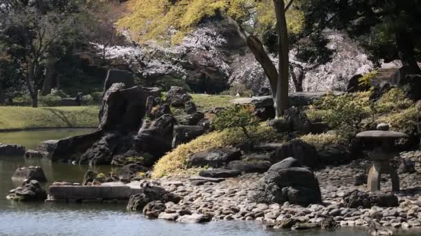 ดอกซากุระที่สวนสาธารณะโคอิชิกาวะโคอุระคุเอ็นในโตเกียว — วีดีโอสต็อก