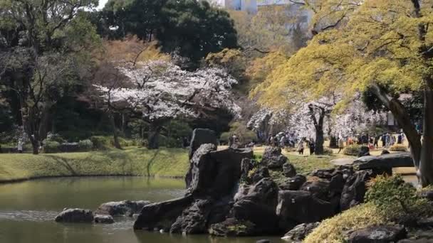 Flor de cerezo en el parque Koishikawa kourakuen en Tokio de mano — Vídeos de Stock