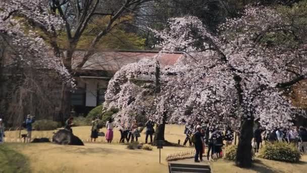 Tokyo'da Koishikawa kourakuen parkta kiraz çiçeği el — Stok video