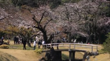 Tokyo'da Koishikawa kourakuen parkta kiraz çiçeği el