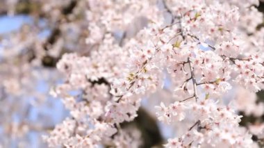 Tokyo'da Koishikawa kourakuen parkta kiraz çiçeği el