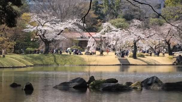 Flor de cereja no parque Koishikawa kourakuen em Tóquio handheld — Vídeo de Stock