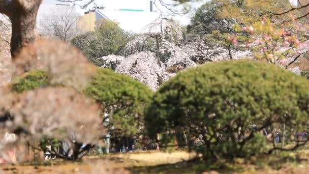 Tokyo'da Koishikawa kourakuen parkta kiraz çiçeği el — Stok video