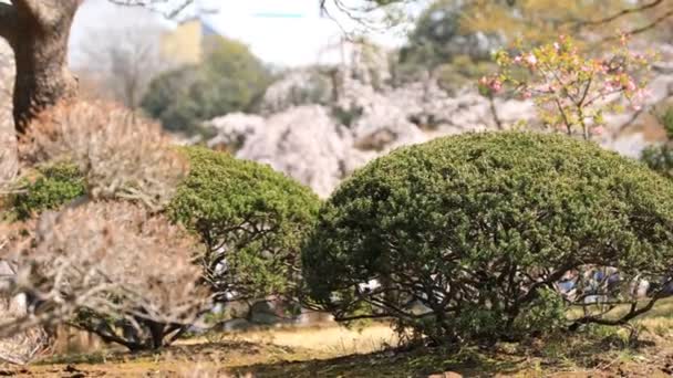 Άνθος κερασιάς στην Κοισιάουα κουρκακάουα πάρκο στο Τόκιο χειρός — Αρχείο Βίντεο