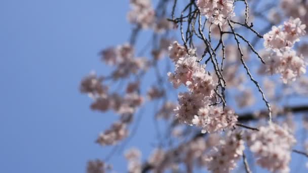 樱花在东京小川古树园手持 — 图库视频影像