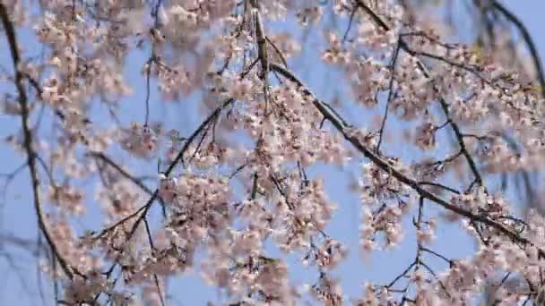 도쿄의 고이시카와 쿠라쿠엔 공원의 벚꽃 — 비디오