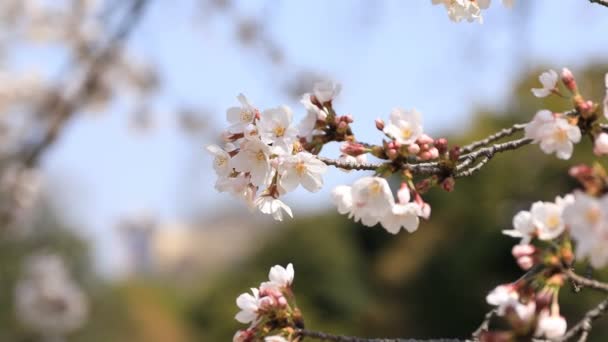 Flor de cerezo en el parque Koishikawa kourakuen en Tokio de mano — Vídeo de stock