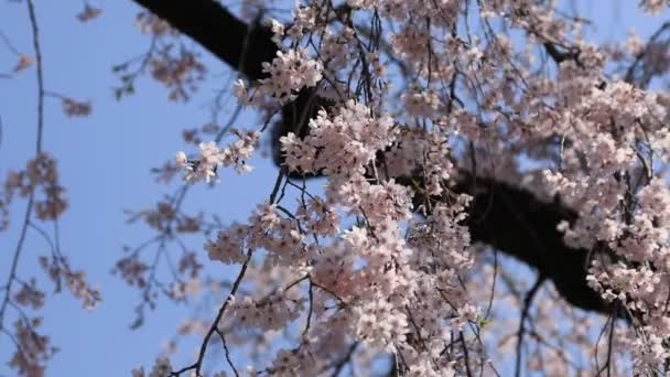 Cherry Blossom bij Koishikawa kanoya Park in Tokio handheld — Stockvideo