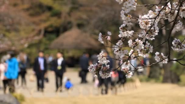 Tokyo'da Koishikawa kourakuen parkta kiraz çiçeği el — Stok video