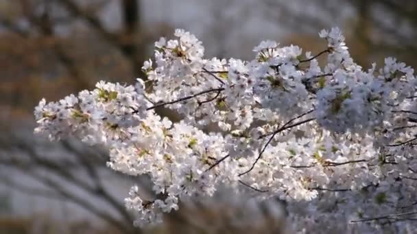 樱花在东京小川古树园手持 — 图库视频影像
