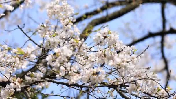 Třešňový květ v Koišikawa kourakuenském parku v Tokiu — Stock video