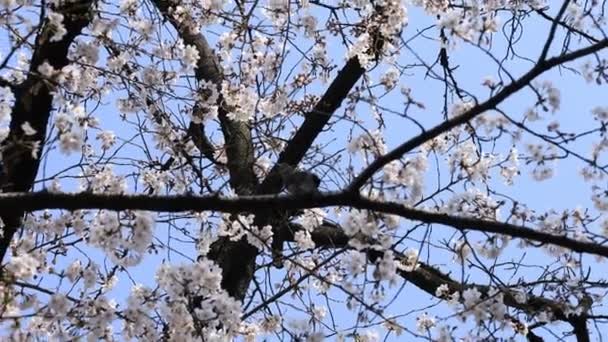 Flor de cereja no parque Koishikawa kourakuen em Tóquio handheld — Vídeo de Stock