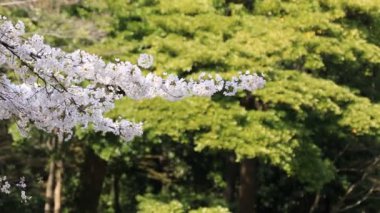 Tokyo'da Koishikawa kourakuen parkta kiraz çiçeği el