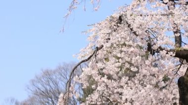 Tokyo'da Koishikawa kourakuen parkta kiraz çiçeği el
