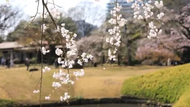 Flor de cereja no parque Koishikawa kourakuen em Tóquio handheld — Vídeo de Stock