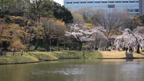 Tokyo'da Koishikawa kourakuen parkta Kiraz çiçeği el geniş atış — Stok video