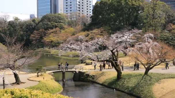 Cherry blossom at Koishikawa kourakuen park in Tokyo handheld wide shot — Stock Video