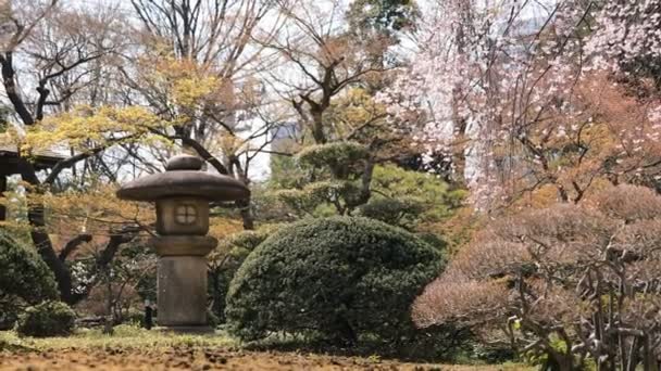 Flor de cerezo en el parque Koishikawa kourakuen en Tokio de tiro ancho de mano — Vídeos de Stock