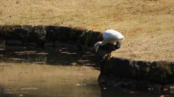 Heron v parku Koishikawa kourakuen v Tokiu — Stock video