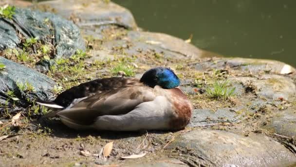 Ente im Koishikawa Kourakuen Park in Tokio — Stockvideo