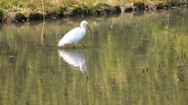 Tokyo'da Koishikawa kourakuen parkta Heron el