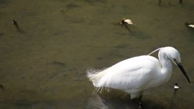 Tokyo'da Koishikawa kourakuen parkta Heron el