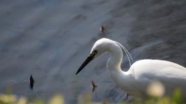 Tokyo'da Koishikawa kourakuen parkta Heron el