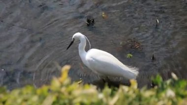 Tokyo'da Koishikawa kourakuen parkta Heron el