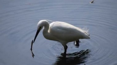 Tokyo'da Koishikawa kourakuen parkta Heron el