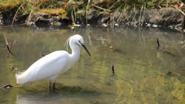 Heron på Koishikawa Kourakuen Park i Tokyo Handheld — Stockvideo