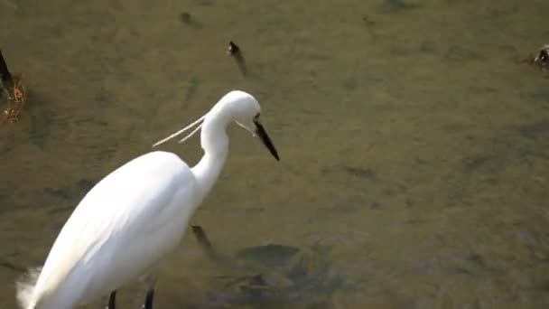 Tokyo'da Koishikawa kourakuen parkta Heron el — Stok video
