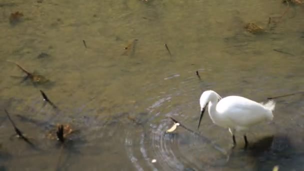 Heron em Koishikawa kourakuen parque em Tóquio handheld — Vídeo de Stock