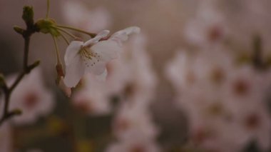 Parkta gündüz bulutlu closeup kiraz çiçeği