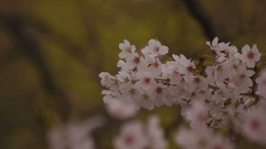 Parkta gündüz bulutlu closeup kiraz çiçeği