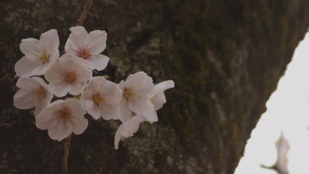 Цветение сакуры в парке днем облачно крупным планом — стоковое видео