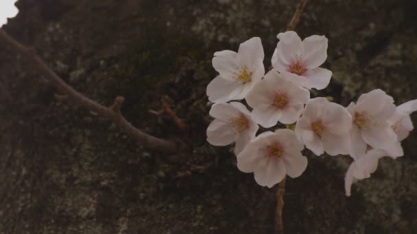 Parkta gündüz bulutlu closeup kiraz çiçeği — Stok video