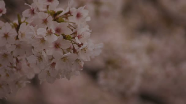 Fiori di ciliegio al parco primo piano nuvoloso diurno — Video Stock