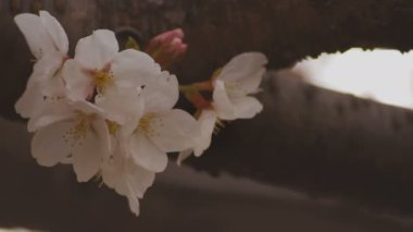 Parkta gündüz bulutlu closeup kiraz çiçeği