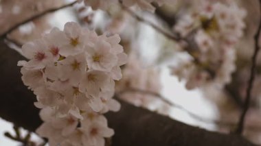 Parkta gündüz bulutlu closeup kiraz çiçeği