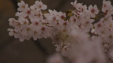 Parkta gündüz bulutlu closeup kiraz çiçeği