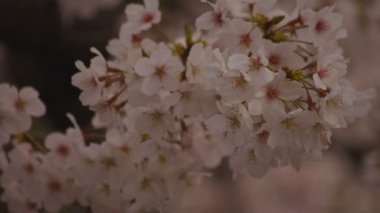 Parkta gündüz bulutlu closeup kiraz çiçeği