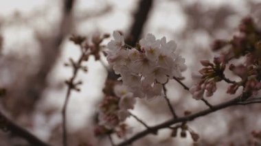 Parkta gündüz bulutlu closeup kiraz çiçeği