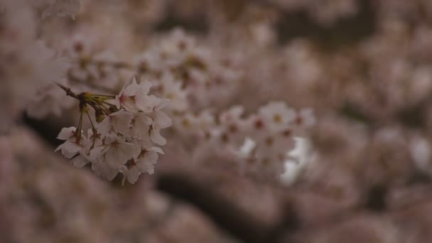 Вишневий цвіт у парку день хмарно крупним планом — стокове відео