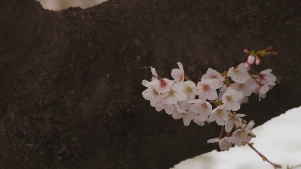 Flor de cerejeira no parque dia nublado closeup — Vídeo de Stock