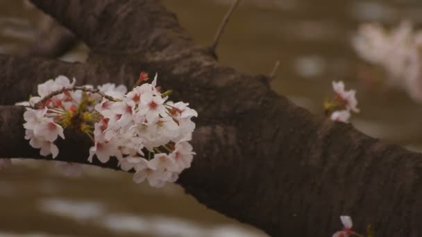 Fiori di ciliegio al parco primo piano nuvoloso diurno — Video Stock