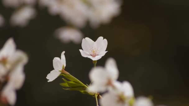 Cherry blossom at the park daytime cloudy closeup — Stock Video