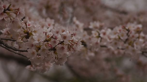 公園の昼間曇りクローズアップで桜 — ストック動画
