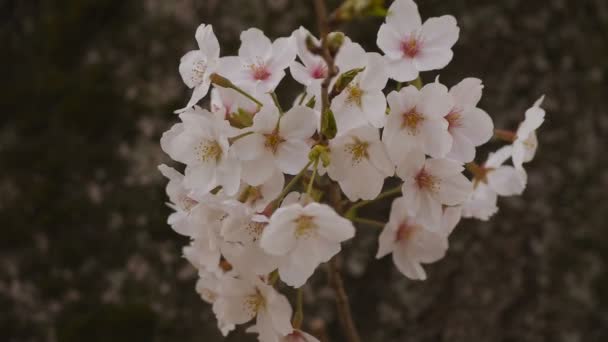 Cherry Blossom a parkban nappali felhős Vértes — Stock videók