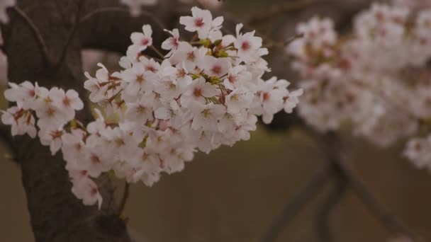 Flor de cerezo en el parque primer plano nublado diurno — Vídeo de stock