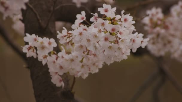 Flor de cerezo en el parque primer plano nublado diurno — Vídeo de stock